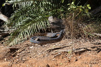 Canon EOS 5D Mark II, 2014:07:20 12:12:16 -- 1/40 sec, f/14.0.  No Flash, Compulsory.5616x3744 Off.