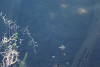 Canon EOS 5D Mark II, 2014:07:20 13:26:51 -- 1/60 sec, f/4.0.  No Flash, Compulsory.5616x3744 Off.