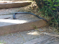 DMC-TS5, 2014:07:20 11:04:28 -- 1/25 sec, f/4.5.  No Flash, Compulsory.4608x3456 0.00 EV.