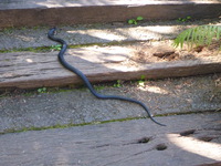 DMC-TS5, 2014:07:20 11:05:32 -- 1/100 sec, f/4.5.  No Flash, Compulsory.4608x3456 0.00 EV.