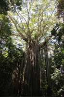 Canon EOS 5D Mark II, 2014:07:21 12:07:13 -- 1/50 sec, f/4.5.  No Flash, Compulsory.5616x3744 Off.