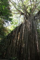 Canon EOS 5D Mark II, 2014:07:21 12:09:30 -- 1/50 sec, f/4.5.  No Flash, Compulsory.5616x3744 Off.