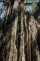 Canon EOS 5D Mark II, 2014:07:21 12:12:03 -- 1/50 sec, f/9.0.  No Flash, Compulsory.5616x3744 Off.