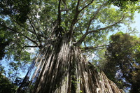 Canon EOS 5D Mark II, 2014:07:21 12:12:18 -- 1/50 sec, f/8.0.  No Flash, Compulsory.5616x3744 Off.