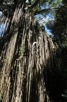 Canon EOS 5D Mark II, 2014:07:21 12:12:45 -- 1/50 sec, f/10.0.  No Flash, Compulsory.5616x3744 Off.