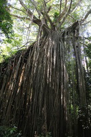 Canon EOS 5D Mark II, 2014:07:21 12:16:49 -- 1/50 sec, f/4.0.  No Flash, Compulsory.5616x3744 Off.