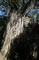 Canon EOS 5D Mark II, 2014:07:21 12:19:13 -- 1/50 sec, f/10.0.  No Flash, Compulsory.5616x3744 Off.