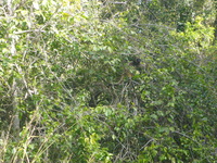 DMC-TS5, 2014:07:21 14:51:49 -- 1/250 sec, f/5.9.  No Flash, Auto.4608x3456 0.00 EV.