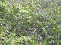 DMC-TS5, 2014:07:21 14:52:57 -- 1/80 sec, f/5.9.  No Flash, Auto.4608x3456 0.00 EV.