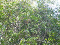 DMC-TS5, 2014:07:21 14:55:37 -- 1/160 sec, f/5.9.  No Flash, Auto.4608x3456 0.00 EV.