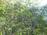 DMC-TS5, 2014:07:21 14:55:56 -- 1/100 sec, f/5.8.  No Flash, Auto.4608x3456 0.00 EV.