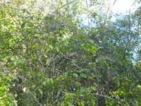 DMC-TS5, 2014:07:21 14:56:08 -- 1/500 sec, f/5.8.  No Flash, Auto.4608x3456 0.00 EV.