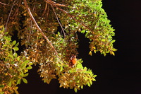 Canon EOS 5D Mark II, 2014:07:23 18:59:00 -- 1/8 sec, f/4.0.  No Flash, Compulsory.5616x3744 Off.