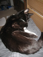 Canon PowerShot A590 IS, 2015:01:07 08:22:58 -- 1/60 sec, f/2.6.  Flash, Auto, Red-Eye Reduce.3264x2448 Red-Eye Reduction (Auto).