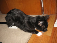 Canon PowerShot A590 IS, 2015:01:07 17:07:33 -- 1/60 sec, f/2.6.  Flash, Auto, Red-Eye Reduce.3264x2448 Red-Eye Reduction (Auto).