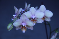 Canon EOS 5D Mark II, 2015:03:10 17:58:33 -- 1/40 sec, f/5.6.  No Flash, Compulsory.5616x3744 Off.