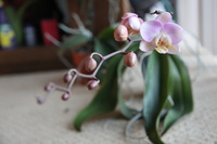 Canon EOS 5D Mark II, 2015:03:12 18:33:14 -- 1/60 sec, f/4.0.  No Flash, Compulsory.5616x3744 Off.