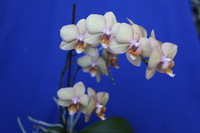 Canon EOS 5D Mark II, 2015:03:24 14:19:35 -- 1/50 sec, f/4.0.  No Flash, Compulsory.5616x3744 Off.