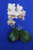 Canon EOS 5D Mark II, 2015:03:24 14:20:45 -- 1/40 sec, f/4.0.  No Flash, Compulsory.5616x3744 Off.