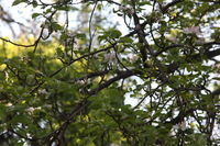 Canon EOS 5D Mark II, 2016:05:08 16:24:33 -- 1/60 sec, f/6.3.  No Flash, Compulsory.5616x3744 Off.