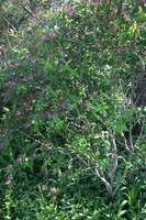 Canon EOS 5D Mark II, 2016:05:08 16:28:23 -- 1/60 sec, f/4.5.  No Flash, Compulsory.5616x3744 Off.