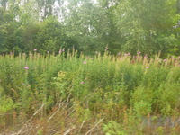 DMC-TS5, 2016:07:25 14:54:35 -- 1/250 sec, f/3.3.  No Flash, Compulsory.4608x3456 