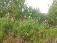 DMC-TS5, 2016:07:25 14:54:38 -- 1/250 sec, f/3.3.  No Flash, Compulsory.4608x3456 