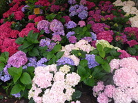 DMC-TS5, 2016:07:25 20:23:15 -- 1/40 sec, f/3.3.  No Flash, Compulsory.4608x3456 