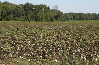 Canon EOS 5D Mark II, 2016:09:24 11:37:52 -- 1/125 sec, f/10.0.  No Flash, Compulsory.5616x3744 