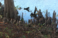 Canon EOS 5D Mark II, 2016:11:06 14:47:11 -- 1/160 sec, f/5.6.  No Flash, Compulsory.5616x3744 