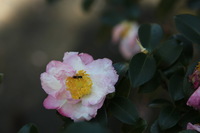 Canon EOS 5D Mark II, 2016:11:06 14:52:00 -- 1/160 sec, f/5.0.  No Flash, Compulsory.5616x3744 