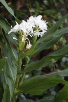 Canon EOS 5D Mark II, 2016:11:06 15:59:30 -- 1/100 sec, f/4.0.  No Flash, Compulsory.5616x3744 