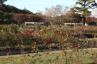 Canon EOS 5D Mark II, 2016:11:06 17:00:32 -- 1/160 sec, f/10.0.  No Flash, Compulsory.5616x3744 