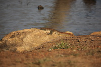 Canon EOS 5D Mark II, 2017:05:25 15:35:26 -- 1/400 sec, f/7.1.  No Flash, Compulsory.5616x3744 