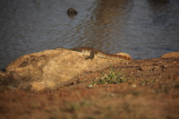 Canon EOS 5D Mark II, 2017:05:25 15:36:19 -- 1/640 sec, f/5.6.  No Flash, Compulsory.5616x3744 