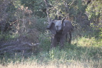 Canon EOS 5D Mark II, 2017:05:25 15:42:50 -- 1/100 sec, f/6.3.  No Flash, Compulsory.5616x3744 