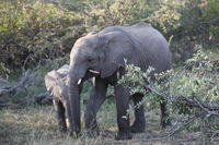 Canon EOS 5D Mark II, 2017:05:25 15:43:57 -- 1/125 sec, f/5.6.  No Flash, Compulsory.5616x3744 