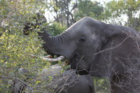 Canon EOS 5D Mark II, 2017:05:25 15:45:30 -- 1/125 sec, f/5.6.  No Flash, Compulsory.5616x3744 