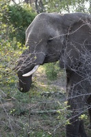 Canon EOS 5D Mark II, 2017:05:25 15:45:49 -- 1/100 sec, f/5.6.  No Flash, Compulsory.5616x3744 