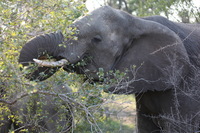 Canon EOS 5D Mark II, 2017:05:25 15:46:43 -- 1/100 sec, f/5.0.  No Flash, Compulsory.5616x3744 