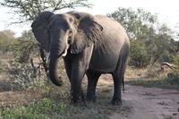 Canon EOS 5D Mark II, 2017:05:25 15:47:59 -- 1/100 sec, f/7.1.  No Flash, Compulsory.5616x3744 