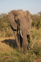 Canon EOS 5D Mark II, 2017:05:25 15:50:45 -- 1/400 sec, f/5.6.  No Flash, Compulsory.5616x3744 