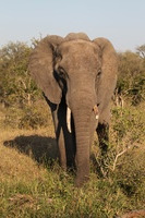 Canon EOS 5D Mark II, 2017:05:25 15:50:52 -- 1/100 sec, f/11.0.  No Flash, Compulsory.5616x3744 