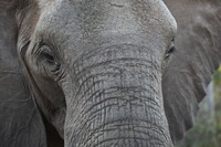 Canon EOS 5D Mark II, 2017:05:25 15:56:49 -- 1/100 sec, f/4.5.  No Flash, Compulsory.5616x3744 