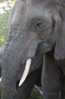 Canon EOS 5D Mark II, 2017:05:25 15:57:03 -- 1/60 sec, f/5.0.  No Flash, Compulsory.5616x3744 