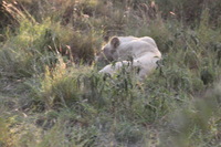 Canon EOS 5D Mark II, 2017:05:25 16:17:14 -- 1/60 sec, f/8.0.  No Flash, Compulsory.5616x3744 