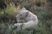 Canon EOS 5D Mark II, 2017:05:25 16:17:23 -- 1/320 sec, f/5.6.  No Flash, Compulsory.5616x3744 