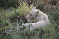 Canon EOS 5D Mark II, 2017:05:25 16:17:24 -- 1/200 sec, f/5.6.  No Flash, Compulsory.5616x3744 