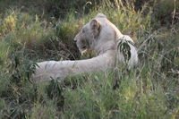 Canon EOS 5D Mark II, 2017:05:25 16:17:29 -- 1/60 sec, f/7.1.  No Flash, Compulsory.5616x3744 