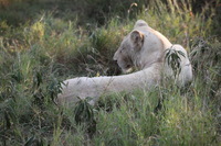 Canon EOS 5D Mark II, 2017:05:25 16:17:47 -- 1/200 sec, f/5.6.  No Flash, Compulsory.5616x3744 